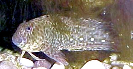Parablennius sanguinolentus_9874